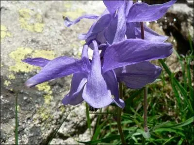 Comment s'appelle cette fleur ?