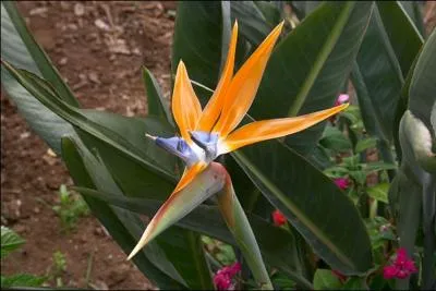Quel est l'autre nom de l'oiseau de Paradis ?