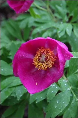 Quel est le nom de cette fleur ?