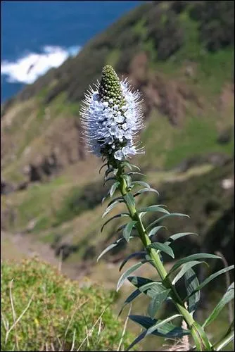 Quelle est cette fleur de montagne ?