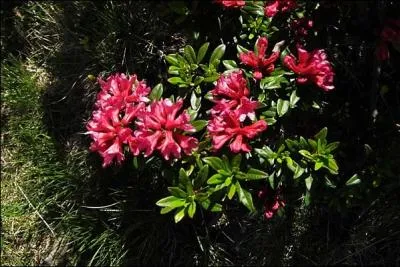 Que sont ces fleurs ?