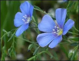 Quelle est cette fleur ?