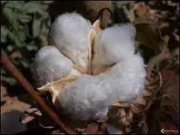 Reconnaissez-vous cette fleur ?