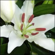 Quelle est cette fleur ?