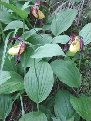 Reconnaissez-vous ces fleurs ?