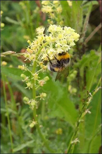 Quel est le nom de cette fleur ?