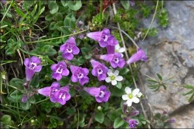 Que sont ces fleurs ?