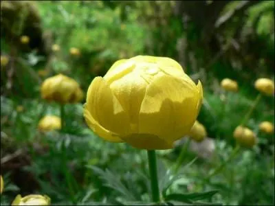 Comment s'appelle cette fleur ?