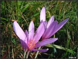 Quiz Fleurs