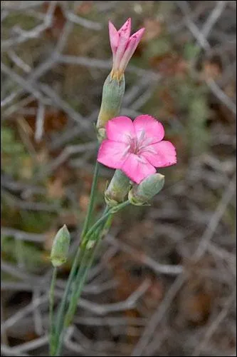 Quelle est cette fleur ?
