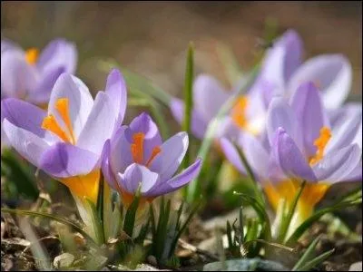 Que sont ces fleurs ?