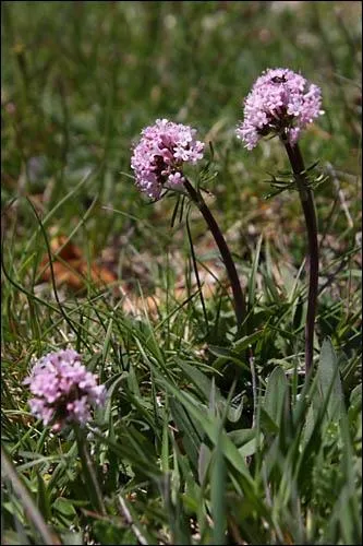Quel nom portent ces fleurs ?