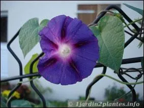 Quelle est cette fleur ?