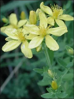 Quelle est cette fleur ?