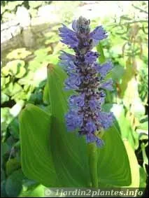 Quel est le nom de cette fleur ?