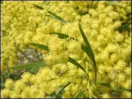 Que reprsente le mimosa ?