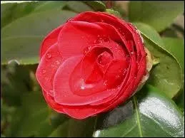 Que reprsente le camlia ?