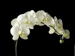Que reprsente l'orchide ?