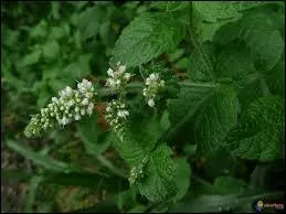 Que reprsente la menthe ?