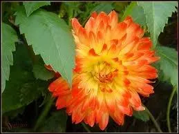 Que reprsente le dahlia ?