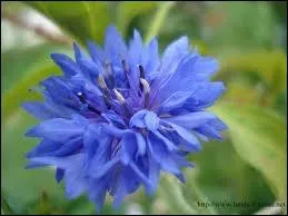 Que reprsente le bleuet ?