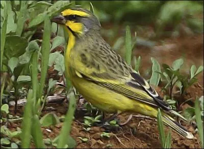 On trouve cet oiseau en Afrique, il vit de huit  dix ans. Connaissez-vous son nom ?