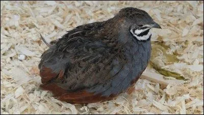 Originaires d'Asie, ces oiseaux peuvent tre noirs, blancs ou gris. La femelle arrange ses oeufs en pyramide, ce qui constitue l'une des particularits de cette espce :