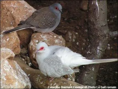 Mesurant environ vingt centimtres,  l'tat naturel, ces oiseaux vivent en Australie. Les femelles pondent environ deux oeufs par couve. Il s'agit de :