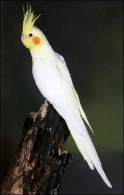 Cet oiseau mesure entre 30 et 35 centimtres, on peut facilement l'apprivoiser et, avec de la patience, il est possible de lui apprendre  parler. Il s'agit de :