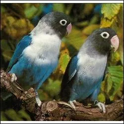 Ces oiseaux font partie de la famille des Roseicollis, ils mesurent de 16  28 centimtres de long et,  l'tat naturel, vivent au sud-ouest de l'Afrique.