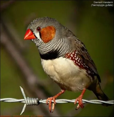 Le mle de cette espce s'identifie grce  ses joues rouges. Ces oiseaux vivent naturellement en Afrique et mesurent en gnral une dizaine de centimtres. Ce sont...
