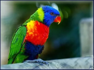  l'tat naturel, cet oiseau habite en zone montagneuse, dans les forts de teck des les Clbes, en Indonsie. Il mesure environ 23 centimtres. Il s'agit du :