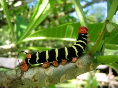 On l'appelle retour de flammes ou thorie des dominos !