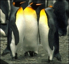 Lorsqu'un animal pond des oeufs, comme un pingouin, on dit que cet animal est un ... .
