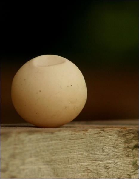 Il existe beaucoup d'animaux qui pondent des oeufs. A qui appartient cet oeuf-là ? Indice : elle ressemble ici à une balle de ping-pong.