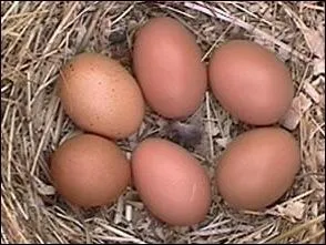 Trouver l'intrus parmi ces animaux qui pondent des oeufs :