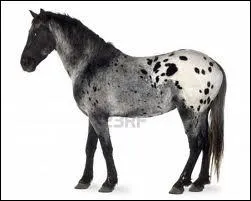 Quelle est cette robe ?