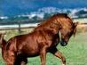 Quiz Galop 1