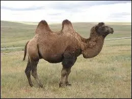 Quel est cet animal ?