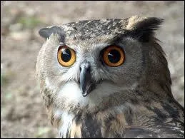 Quel est cet animal ?