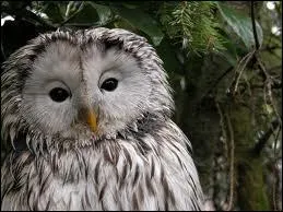 Comment s'appelle cet animal ?