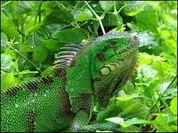 Quel est cet animal ?