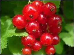 Quels sont ces fruits ?