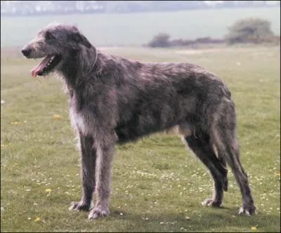 Quelle est cette race de chien ?