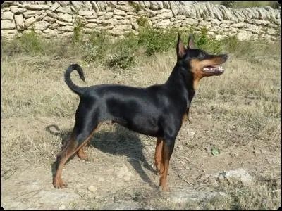 Quelle est cette race de chien ?