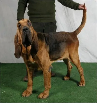 Quelle est cette race de chien ?