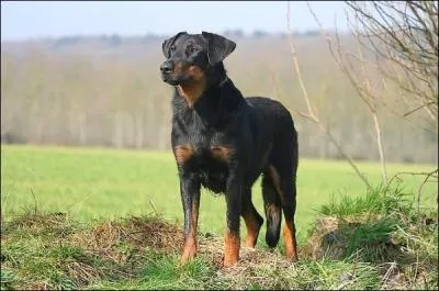 Quel est le nom de cette race de chien ?