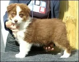 Quel est le nom de la race de ce chien ?