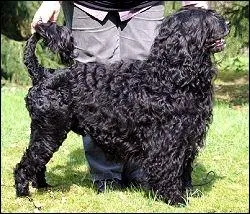 Quelle est cette race de chien ?