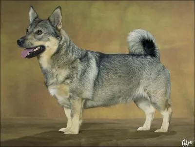 Quelle est cette race de chien ?